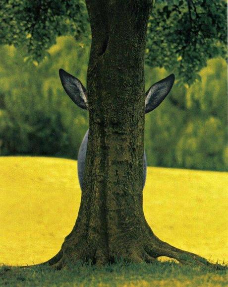 Quel animal se cache derrière cet arbre ?