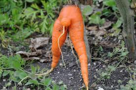 carottee.jpg