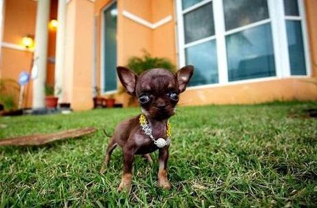 record du monde du plus petit chien