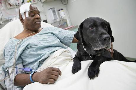 Un chien sauve la vie de son maître aveugle