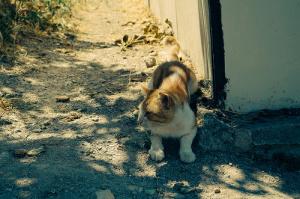 Chat errant abandonné stray cat. Crédit: Demoose, Flickr