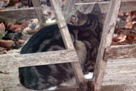 Concours du chat le plus idiot chat idiot 19 déc 2013 003.jpg