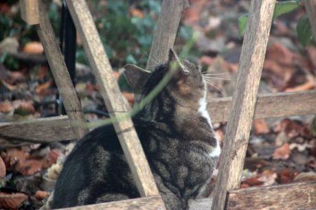 Concours du chat le plus idiot chat idiot 19 déc 2013 005.jpg