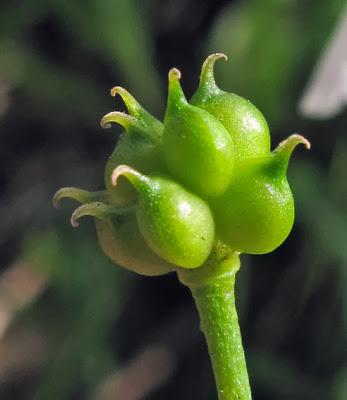 Ranunculus platanifolius (Renoncule à feuilles de platane)