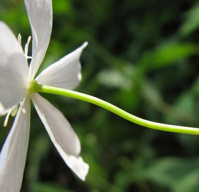Ranunculus platanifolius (Renoncule à feuilles de platane)