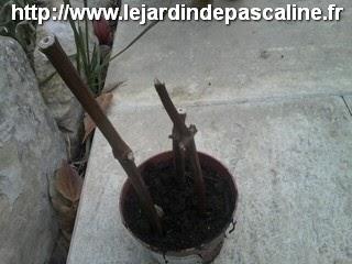 Bouture de Dahlia Imperialis Bouture de Dahlia Imperialis