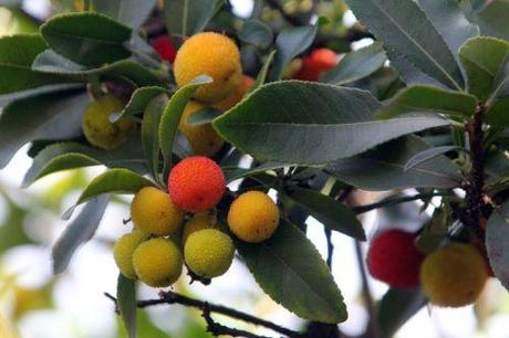 Arbutus unedo 1 arbutus paris 12 nov 2011 067.jpg