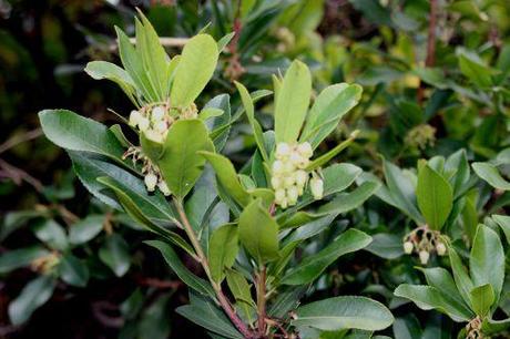 Arbutus unedo arbutus paris 1 dec 2013 156 (7).jpg