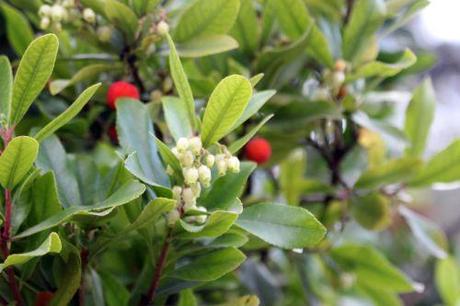 Arbutus unedo arbutus paris 1 dec 2013 156 (2).jpg