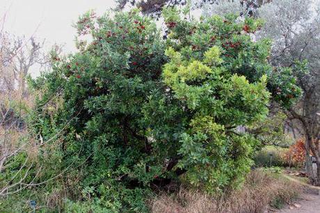 Arbutus unedo arbutus paris 1 dec 2013 156 (1).jpg