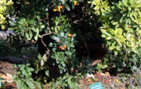 Arbutus unedo arbutus paris 12 nov 2011 rec 079.jpg