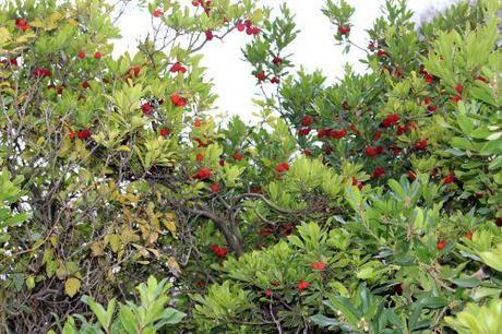 Arbutus unedo arbutus paris 1 dec 2013 156 (3).jpg