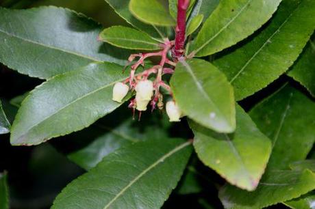 Arbutus unedo arbutus paris 1 dec 2013 156 (5).jpg