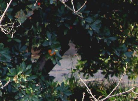 Arbutus unedo arbutus paris 12 nov 2011 rec 068.jpg