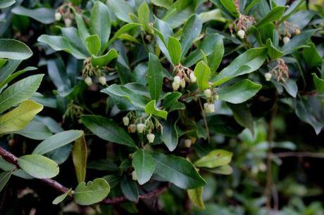 Arbutus unedo arbutus paris 1 dec 2013 156 (8).jpg