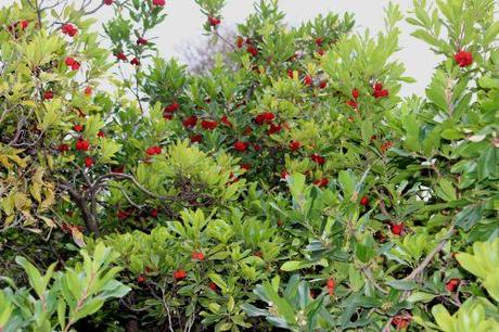 Arbutus unedo arbutus paris 1 dec 2013 156 (4).jpg