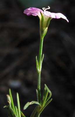 Petrorhagia saxifraga (Œillet saxifrage)