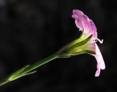 Petrorhagia saxifraga (Œillet saxifrage)