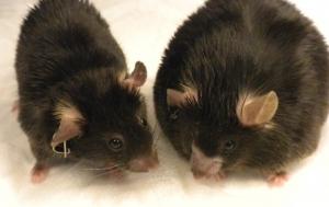 OBÉSITÉ: Amlexanox, le prochain médicament brûleur de graisses ? – eLife et Nature Medicine OBÉSITÉ: Amlexanox, le prochain médicament brûleur de graisses ? – eLife et Nature Medicine