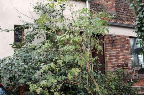 Un rosier de combat sureau veneux 18 déc 2013 009.jpg