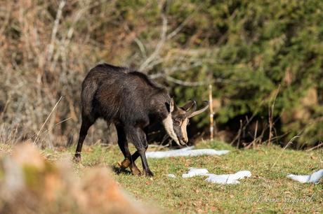 Rencontre avec un vieux bouc Rencontre avec un vieux bouc