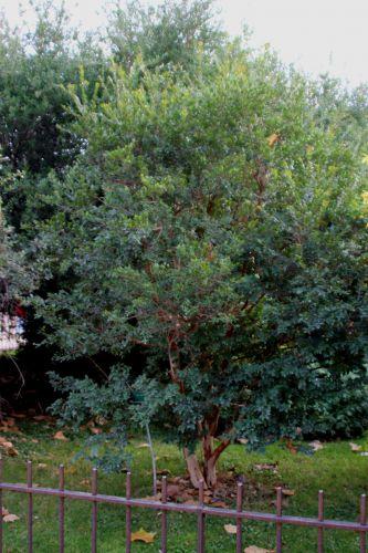 Luma apiculata 2 luma apiculata paris 1 dec 2013 203 (2).jpg