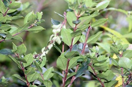 Luma apiculata 4 luma apiculata paris 1 dec 2013 203 (6).jpg