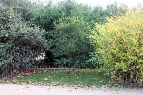 Luma apiculata 1 luma apiculata paris 1 dec 2013 203 (1).jpg