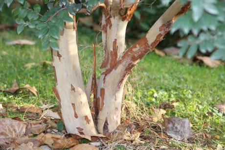 Luma apiculata 6 luma apiculata paris 1 dec 2013 203 (8).jpg