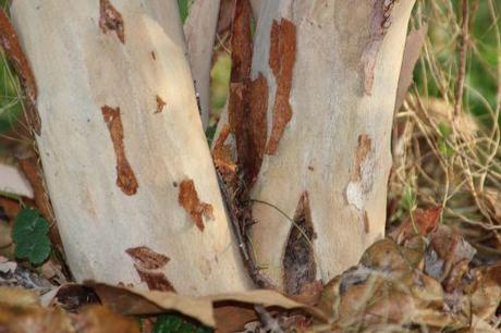 Luma apiculata 5 luma apiculata paris 1 dec 2013 203 (7).jpg