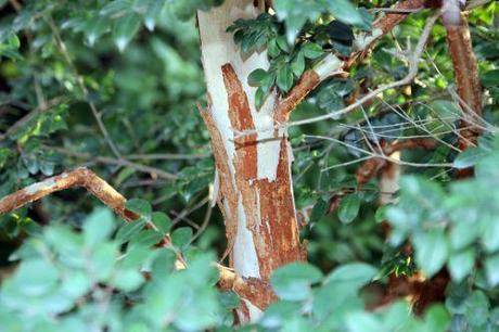 Luma apiculata 7 luma apiculata paris 1 dec 2013 203 (10).jpg