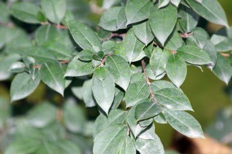 Luma apiculata 3 luma apiculata paris 1 dec 2013 203 (3).jpg