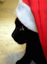 Scaramouche Noel Scaramouche Noel