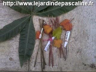 Bouture de bois sec Bouture de bois sec