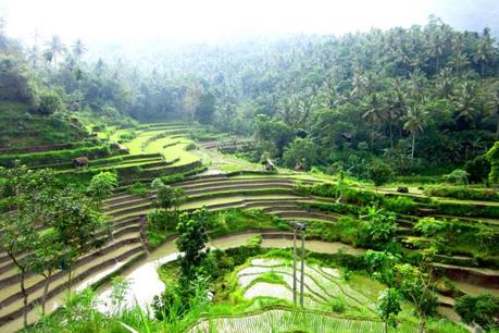 Brina rice fields, Karangasem, Bali