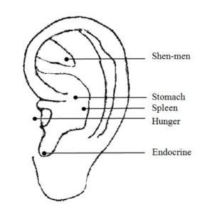 PERTE de POIDS: L'acupuncture à l'oreille pour réduire son IMC  – Acupuncture in Medicine