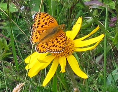 Arnica et Grand nacré 6