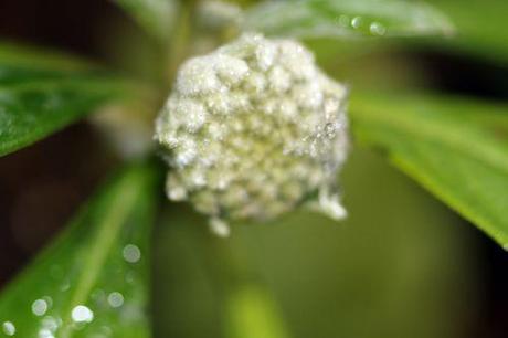 Edgeworthia chrysantha 9 edgeworthia 29 nov 2013 001.jpg