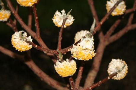 Edgeworthia chrysantha 16 edgworthia 2 30 janv 2008 017.jpg