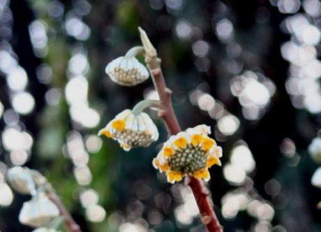 Edgeworthia chrysantha 15 Edgworthia fleur 9 janv 2008 près 041.jpg