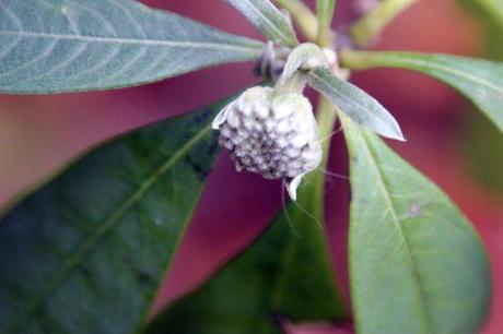 Edgeworthia chrysantha 8 edgeworthia veneux 28 nov 2013 002 (4).jpg