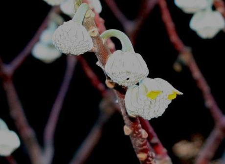 Edgeworthia chrysantha 18 edgeworthia fleurs 11 déc 2007 près 022.jpg