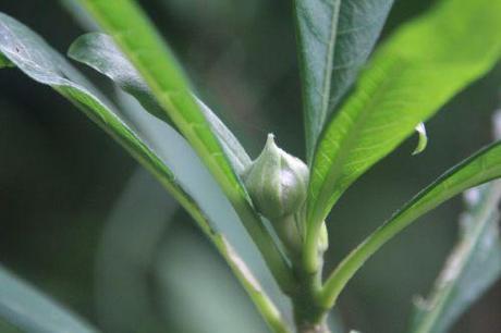 Edgeworthia chrysantha 6 edgeworthia 3 oct 2013 001 (3).jpg