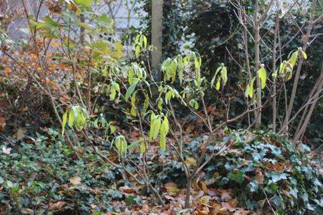 Edgeworthia chrysantha 13 edgeworthia veneux 7 déc 2013 001.jpg