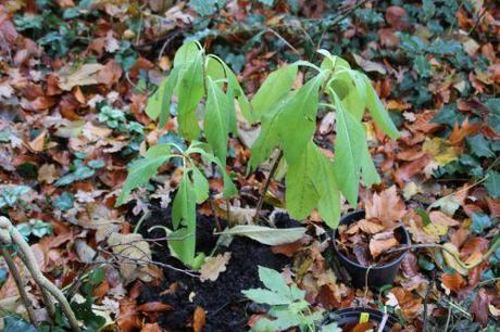 Edgeworthia chrysantha 14 edgeworthia veneux 9 déc 2013 005.jpg