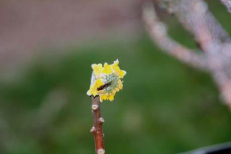 Edgeworthia chrysantha 17 edgeworthia paris 21 janv 2012 061 (2).jpg