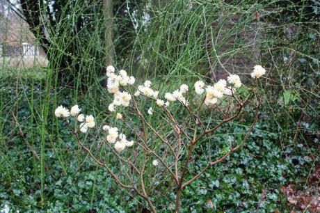 Edgeworthia chrysantha 1 edgeworthia veneux 8 mars 2013 005.jpg