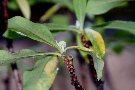 Edgeworthia chrysantha 4 edge paris 26 sept 2010 359.jpg