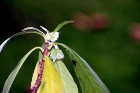 Edgeworthia chrysantha 11 edgeworthia paris 1 dec 2013 194 (3).jpg