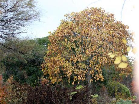 Firmiana simplex firmiana paris 1 dec 2013 130.jpg